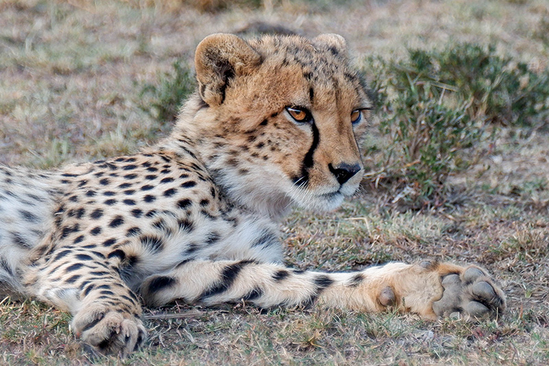 Cheetah on the grass in Kenya