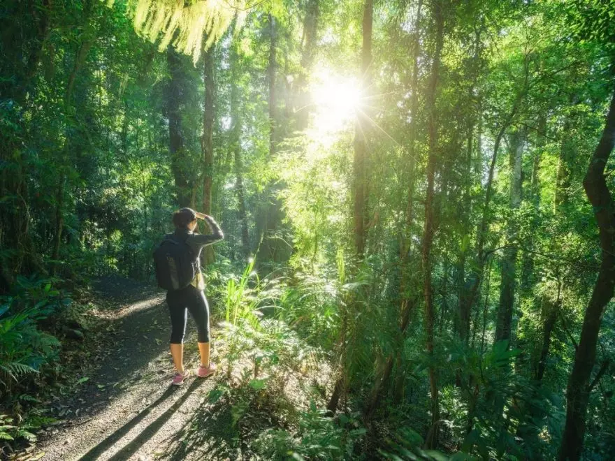 Photo of a lady looking out towards rainforest